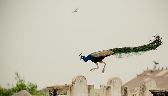 peahen flying, bird, animal, peacock, viramgam, india, running HD wallpaper