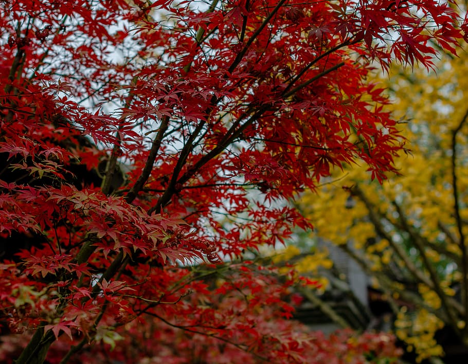 plant, leaf, tree, maple, nature, maple leaf, tree trunk, path HD wallpaper