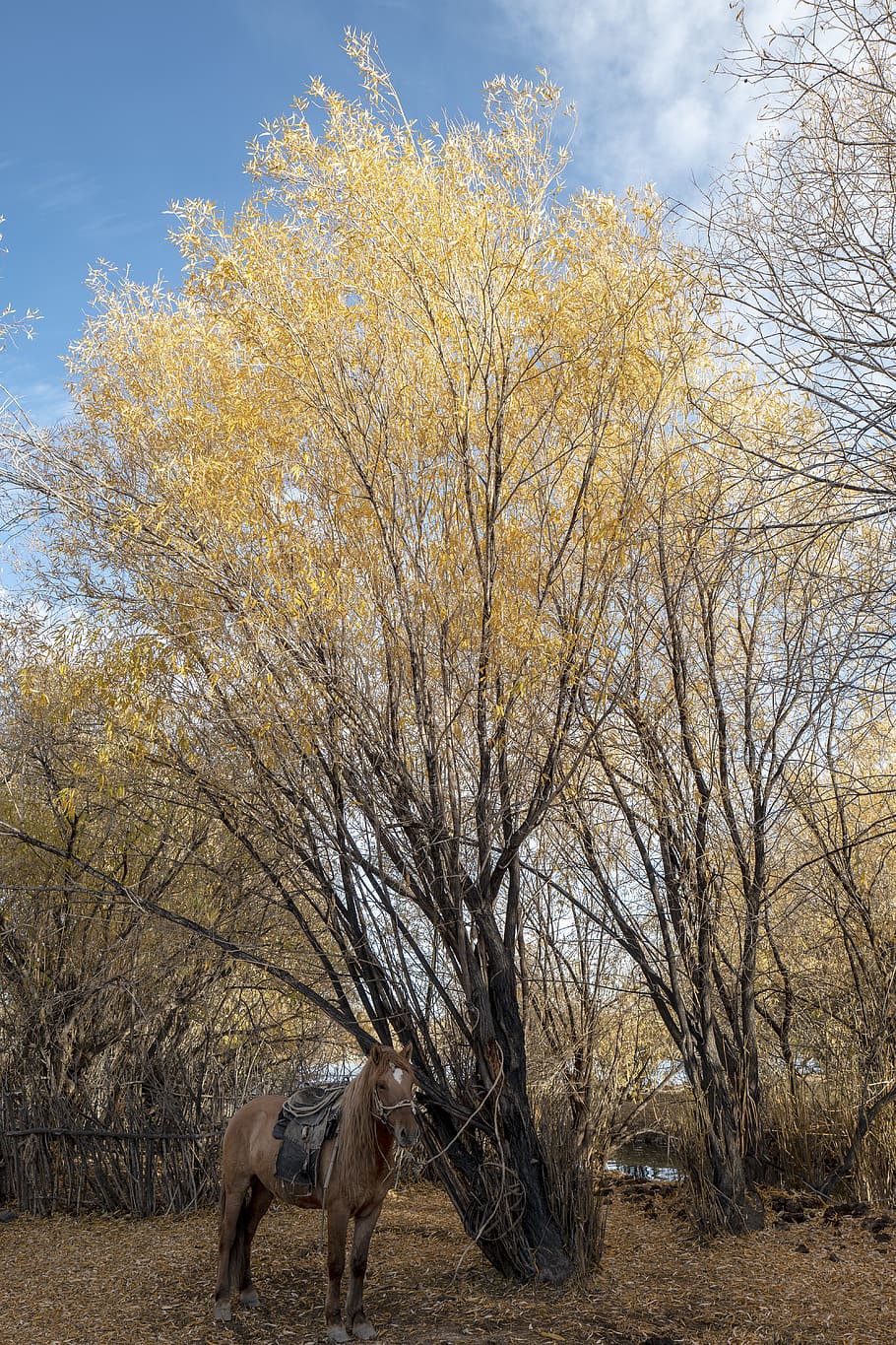 horse under trees, animal, animal themes, mammal, domestic animals HD wallpaper