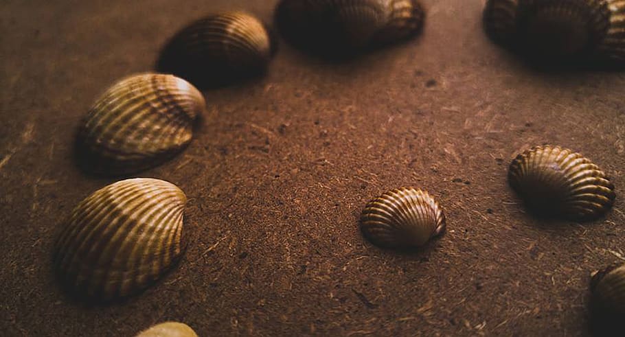 Assorted Seashell on Sand, beach, clams, conch, empty, invertebrate HD wallpaper