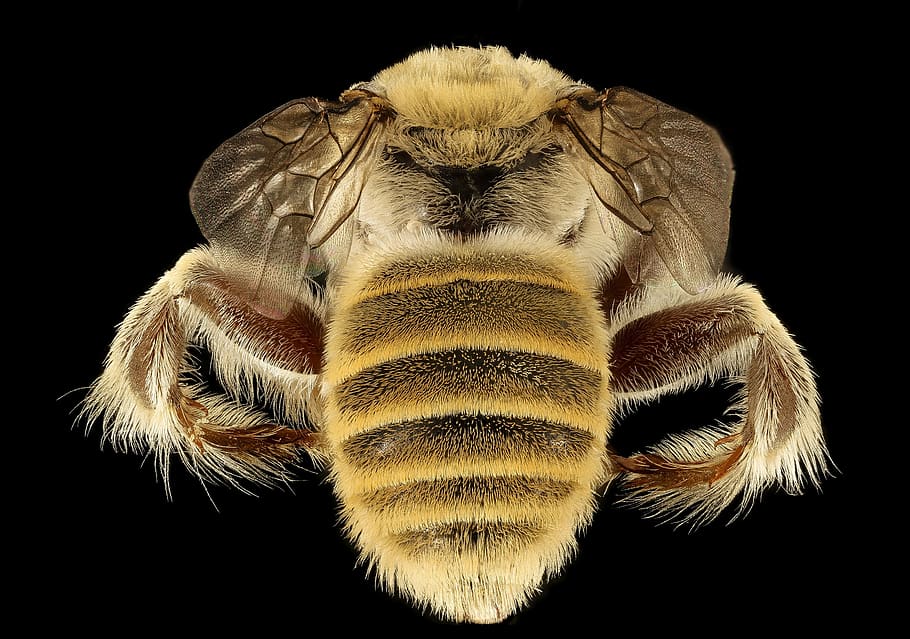 bee, chimney, macro, mounted, wildlife, nature, insect, usgs HD wallpaper