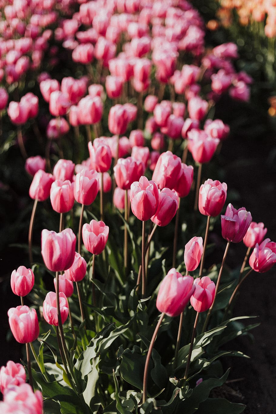 pink tulips, flower, flowering plant, pink color, beauty in nature HD wallpaper