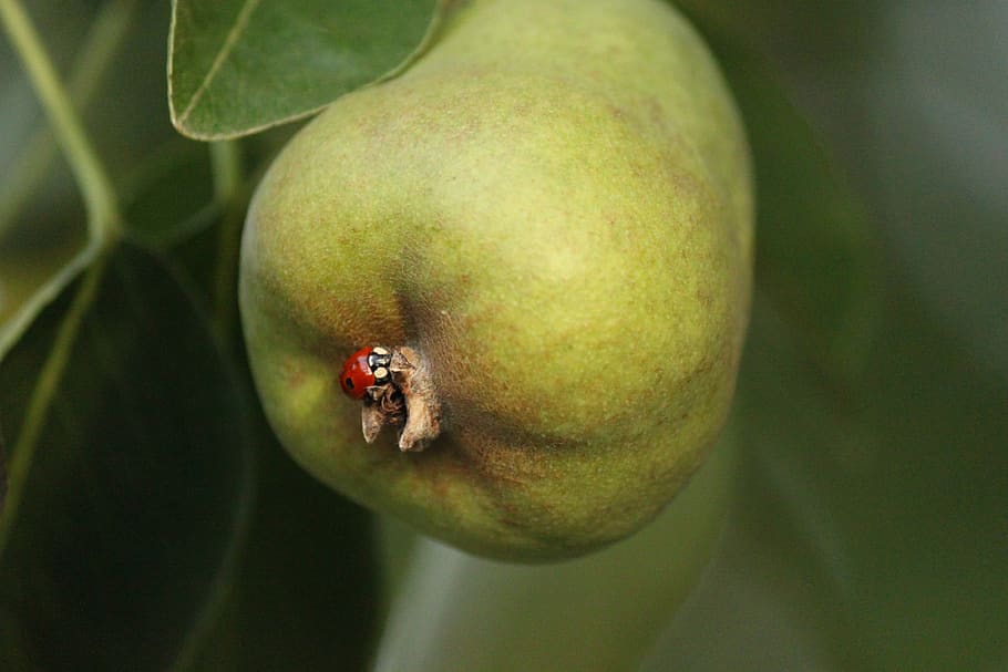 pear, lady bug, bugs, fruit, produce, food and drink, healthy eating HD wallpaper