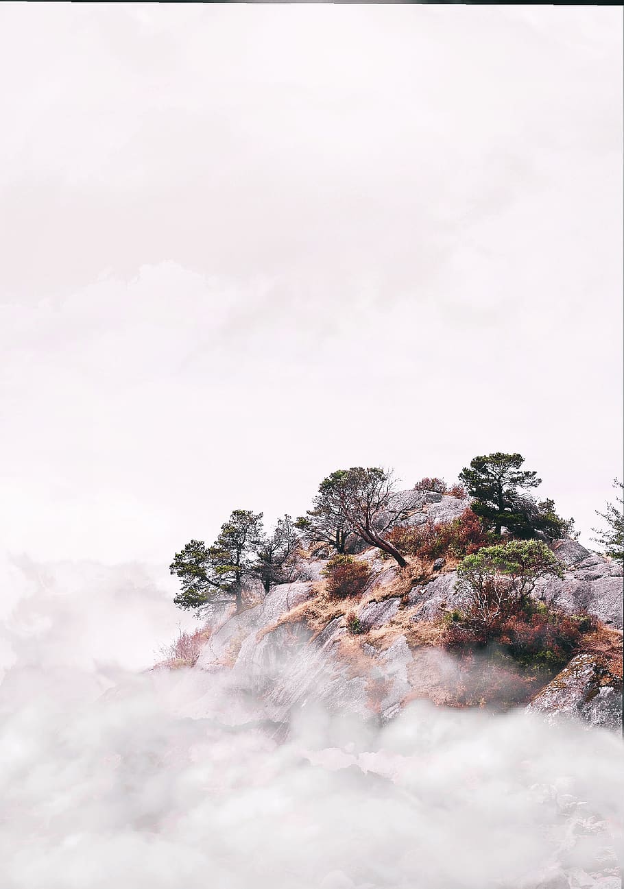 Trees on Mountain Cliff Surrounded by Fogs, cold, daylight, environment HD wallpaper