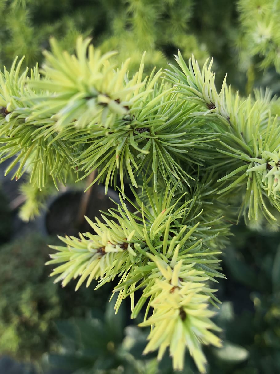 pine, green, garden, growth, plant, green color, close-up, no people HD wallpaper