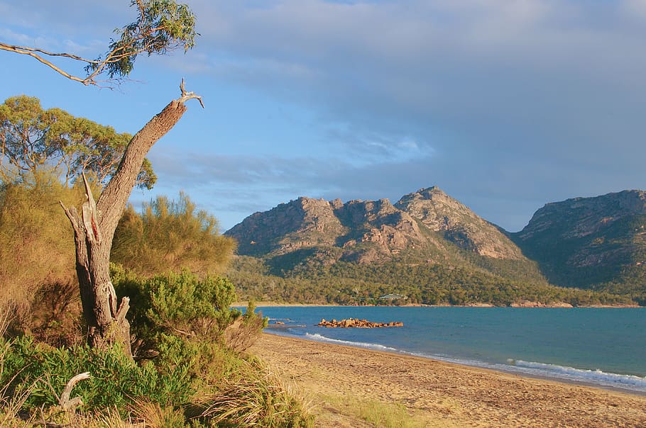 trees, forest, sky, beach, australia, tasmania, mountain, plant HD wallpaper