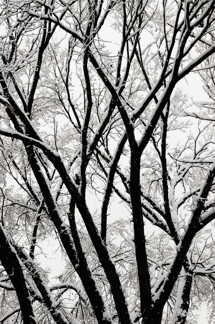 canada, calgary, contrast, snow, winter, tree, plant, bare tree HD wallpaper
