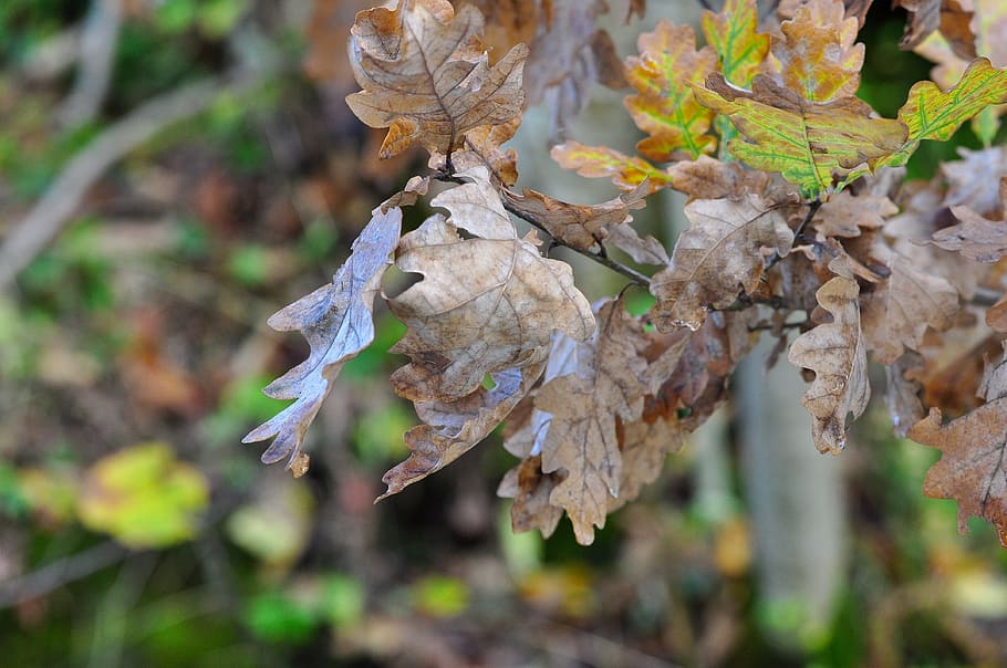 dry, leave, leaf, nature, season, autumn, fall, fallen, plant HD wallpaper