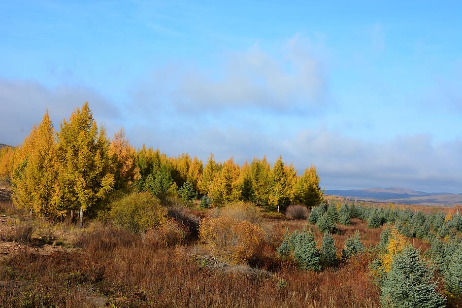 autumn, yellow, tree, mountain, natural, cloud, horse, animal HD wallpaper
