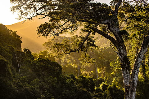 green leafed trees, nature, forest, south africa, outdoors, flora HD wallpaper