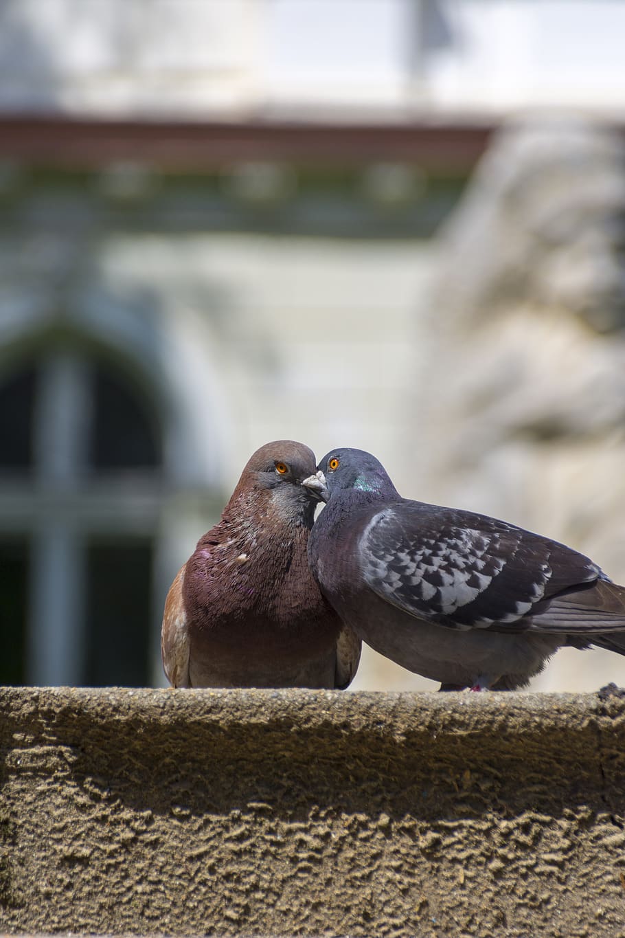 doves, love, peace, harmony, bird, animal wildlife, animals in the wild HD wallpaper
