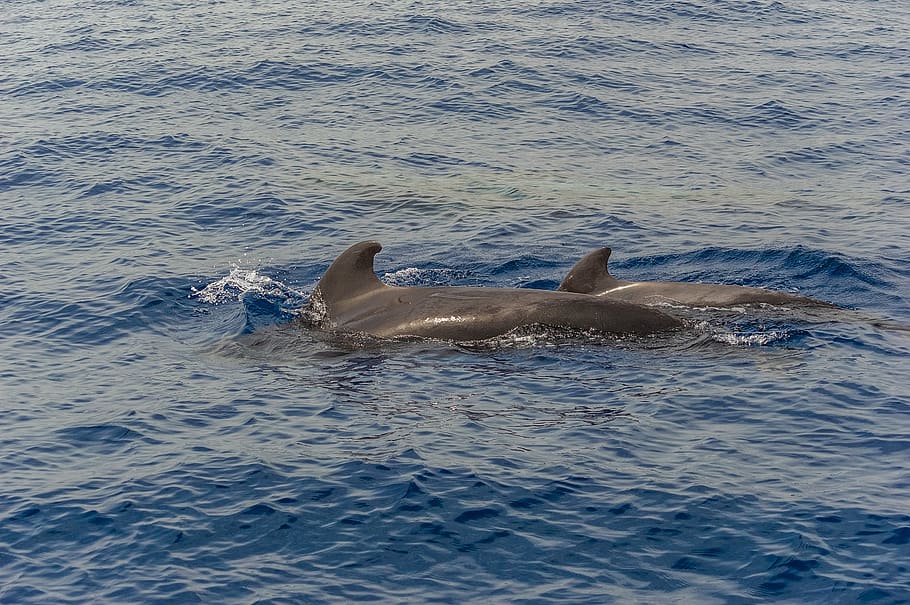 ocean, sea, fish, dolphins, mlekopitayuschie, water, blue, wave HD wallpaper