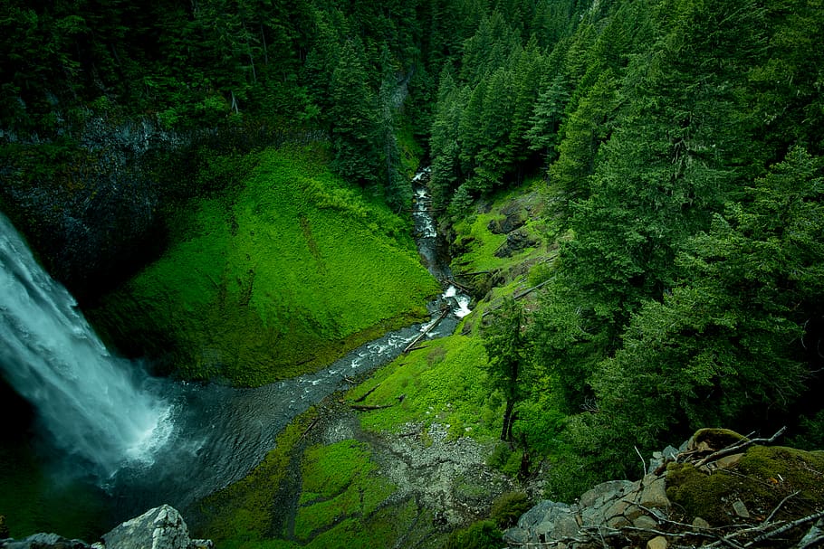 forest and waterfalls, plant, beauty in nature, tree, scenics - nature HD wallpaper