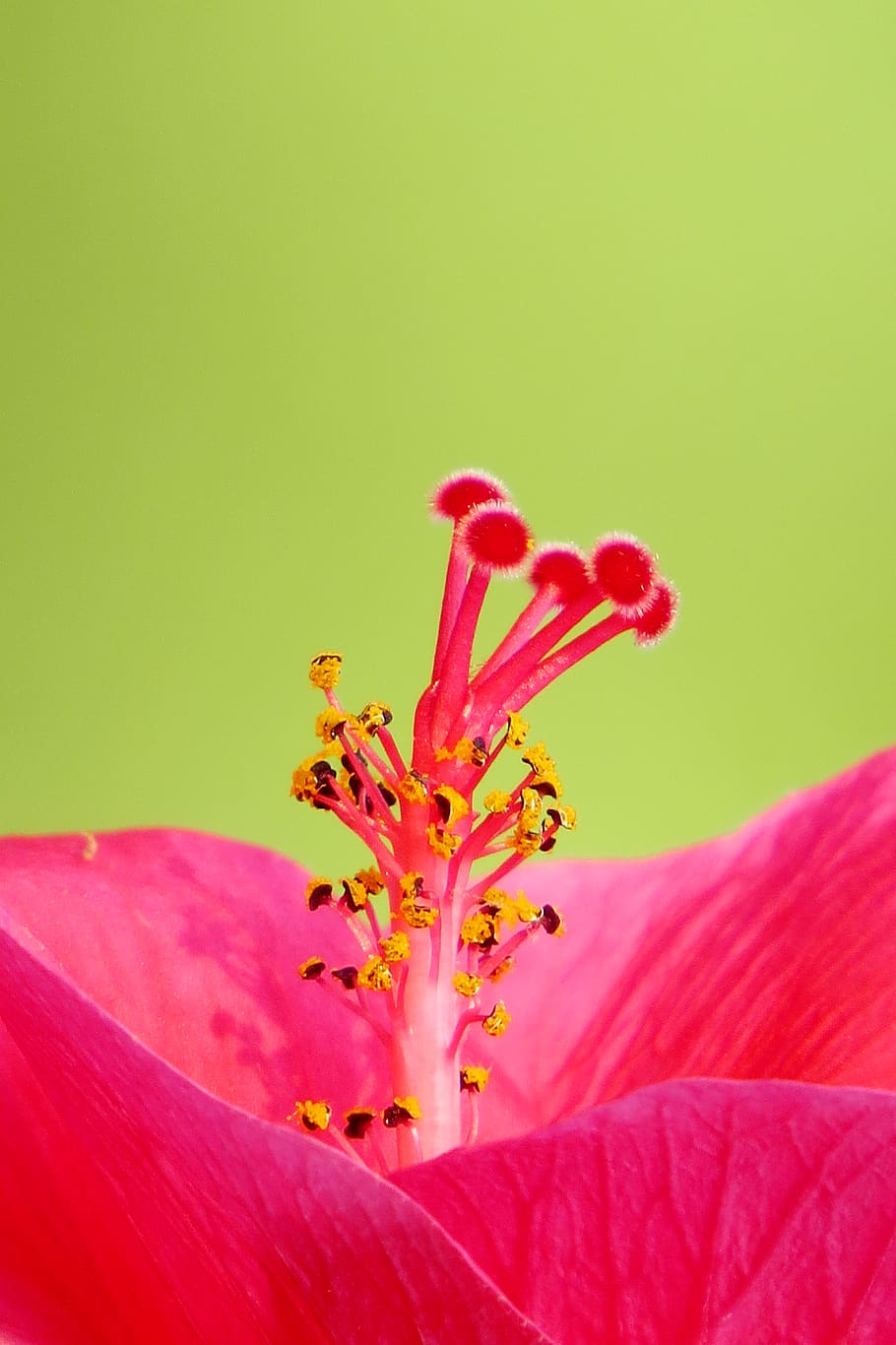 Photo of Pink hibiscus flower, anther, beautiful, beautiful flower, HD wallpaper