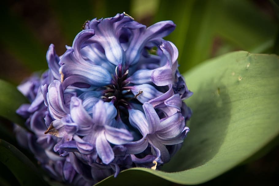 hyacinth, flower, spring, spring flower, close up, fragrant flower HD wallpaper