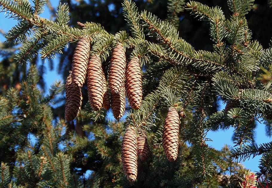 pine cone, pine tree crop, evergreen, plant, growth, low angle view HD wallpaper