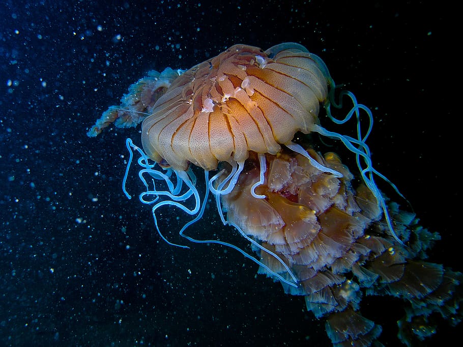 swimming brown jellyfish, sea, animals in the wild, animal wildlife HD wallpaper