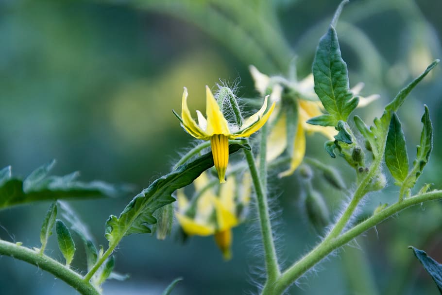 yellow, closeup, flower, nature, nobody, petal, plant, spring HD wallpaper