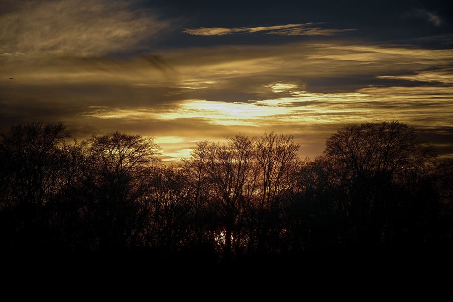 sundown, forest, sky, wood, nature, tree, fantasy, landscape HD wallpaper