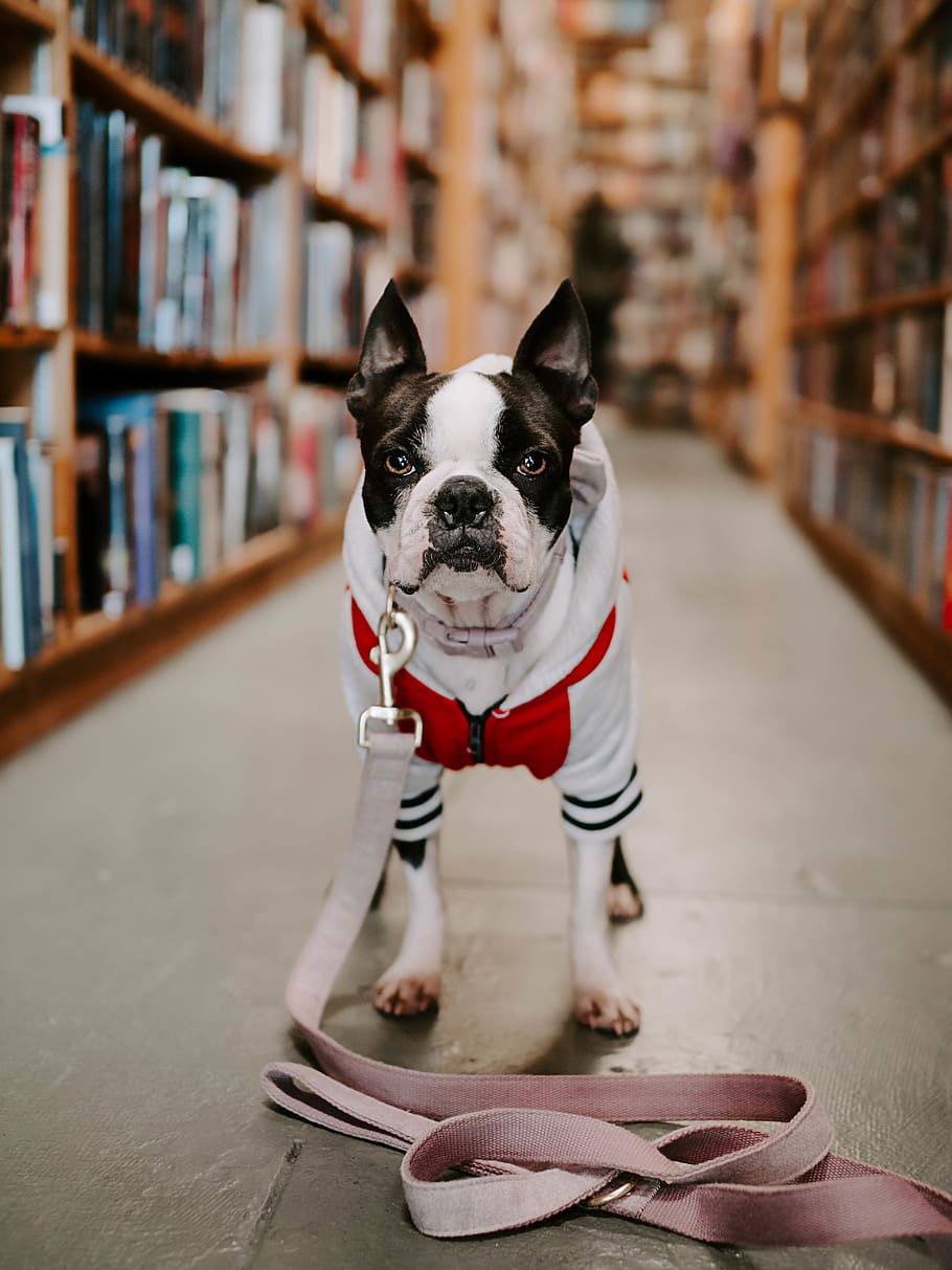 adult white and black Boston terrier standing in front of book shelf in library