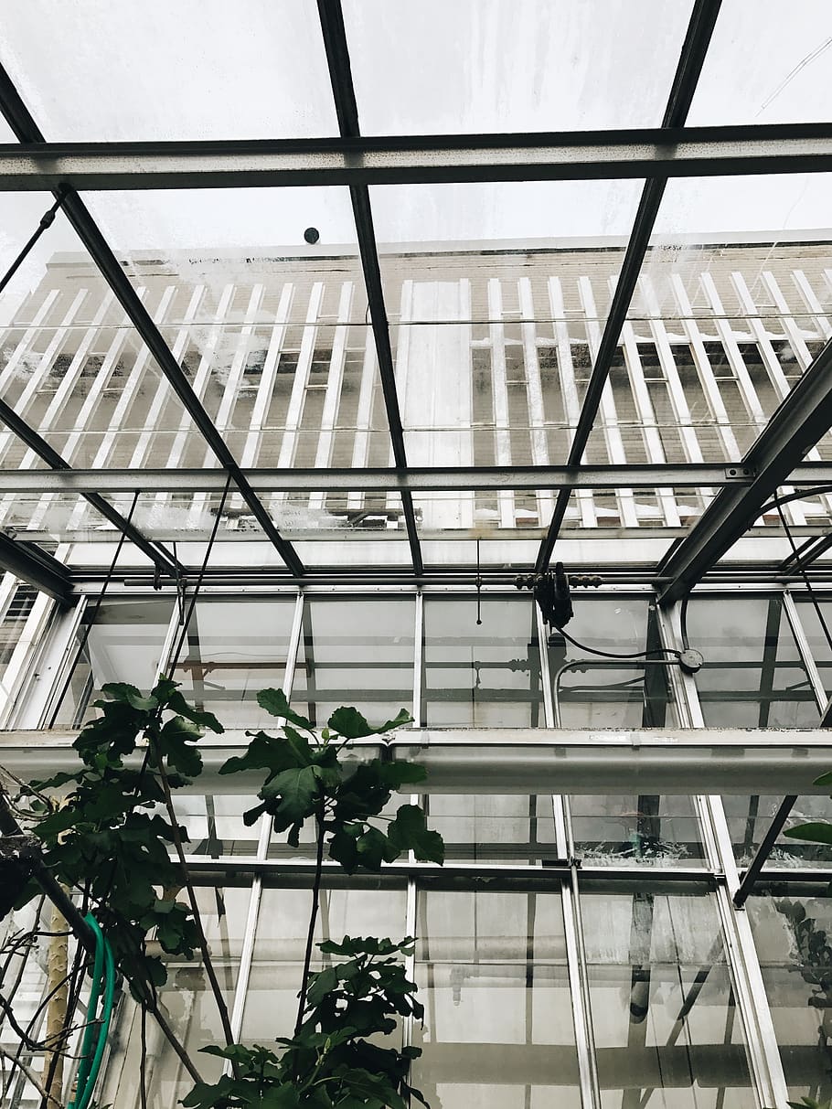 green-leafed plant, building, architecture, window, skylight HD wallpaper