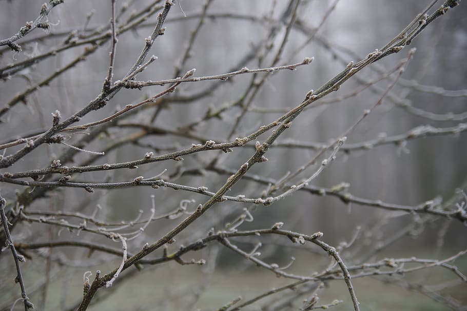 branches, winter, park, tree, snow, autumn, cold, focus on foreground HD wallpaper