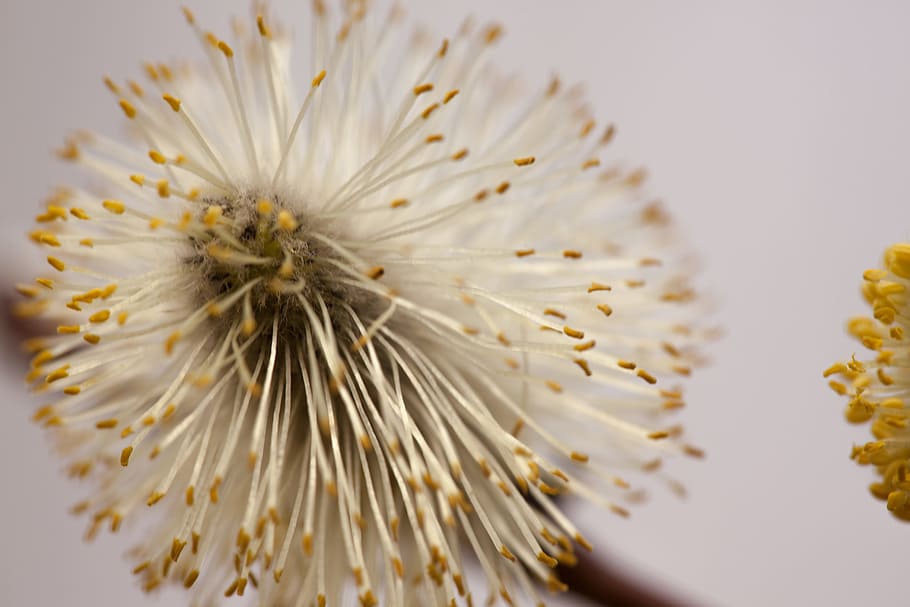 abstract, background, dandelion, macro, plant, soft, closeup HD wallpaper