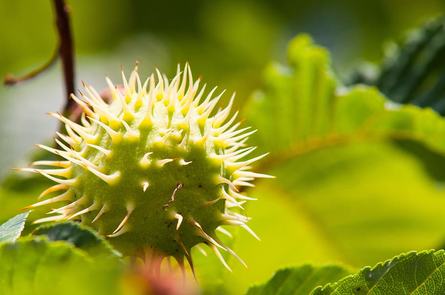 chestnut, leaf, chestnut fruit, chestnut tree, green, background HD wallpaper