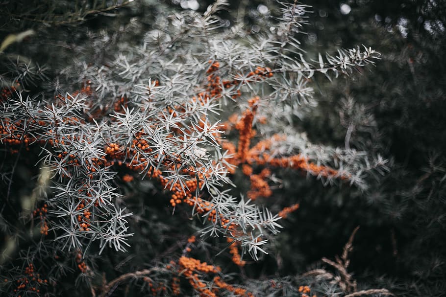 selective focus photography of white and orange plant, tree, conifer, HD wallpaper