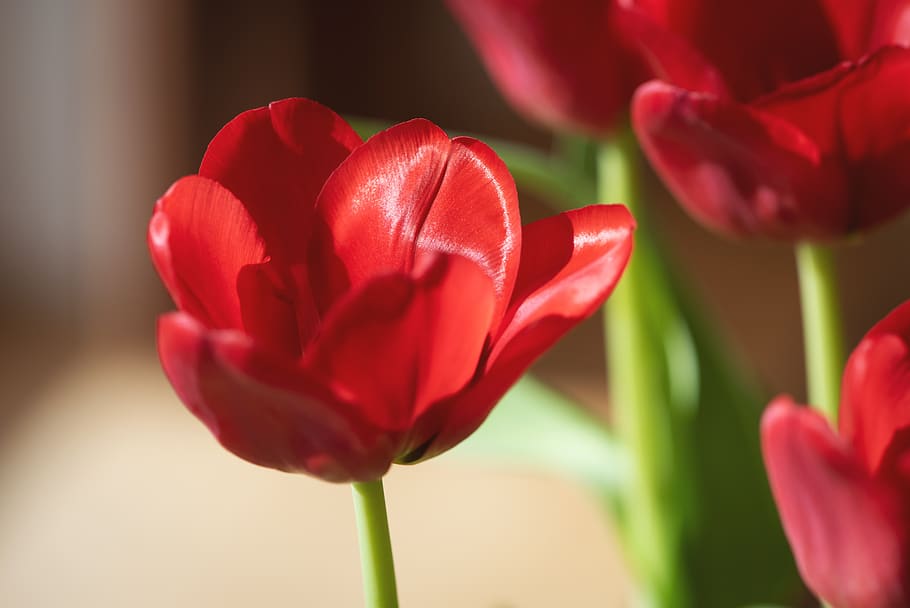 flower, tulip, red, beautiful, blossom, bloom, red tulip, blossomed HD wallpaper