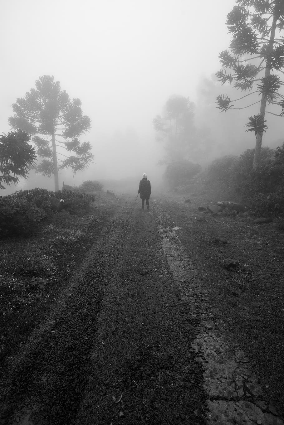 fog, girl, path, way, tree, winter, road, plant, real people HD wallpaper