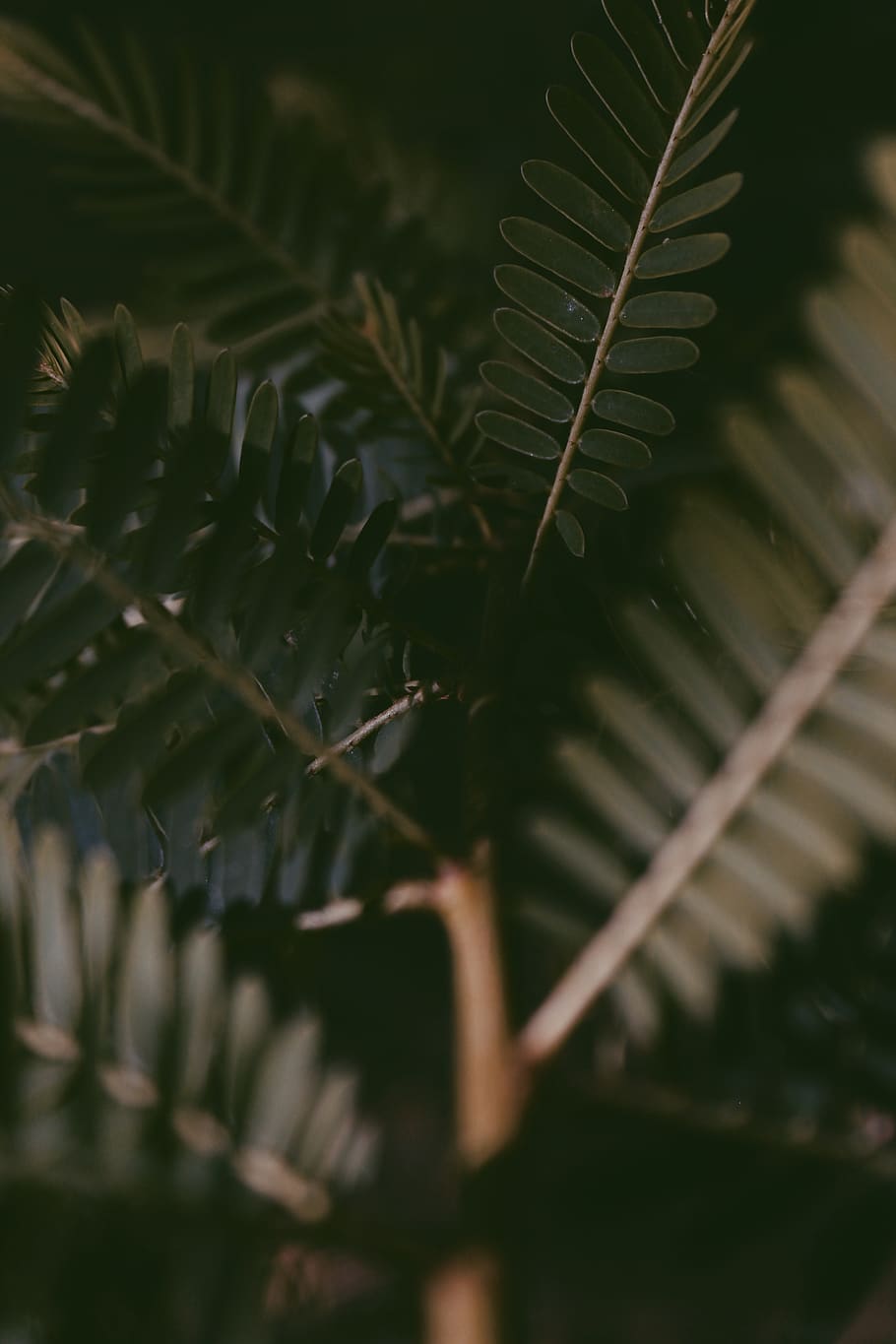 Green Plant, green leaves, leaf, plant part, growth, beauty in nature HD wallpaper