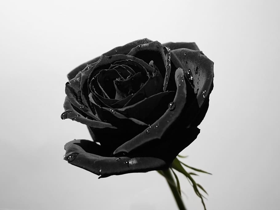 black, flower, white, background, rose, plant, flowering plant HD wallpaper