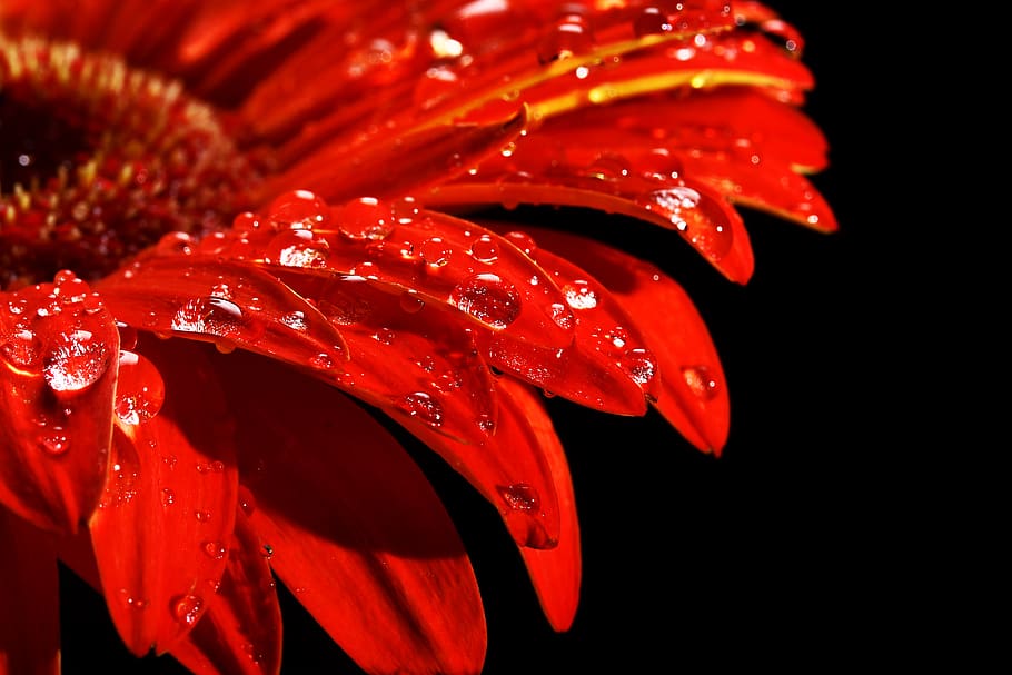 Shallow Focus Photography of Red Gerbera Flower With Water Dew, HD wallpaper