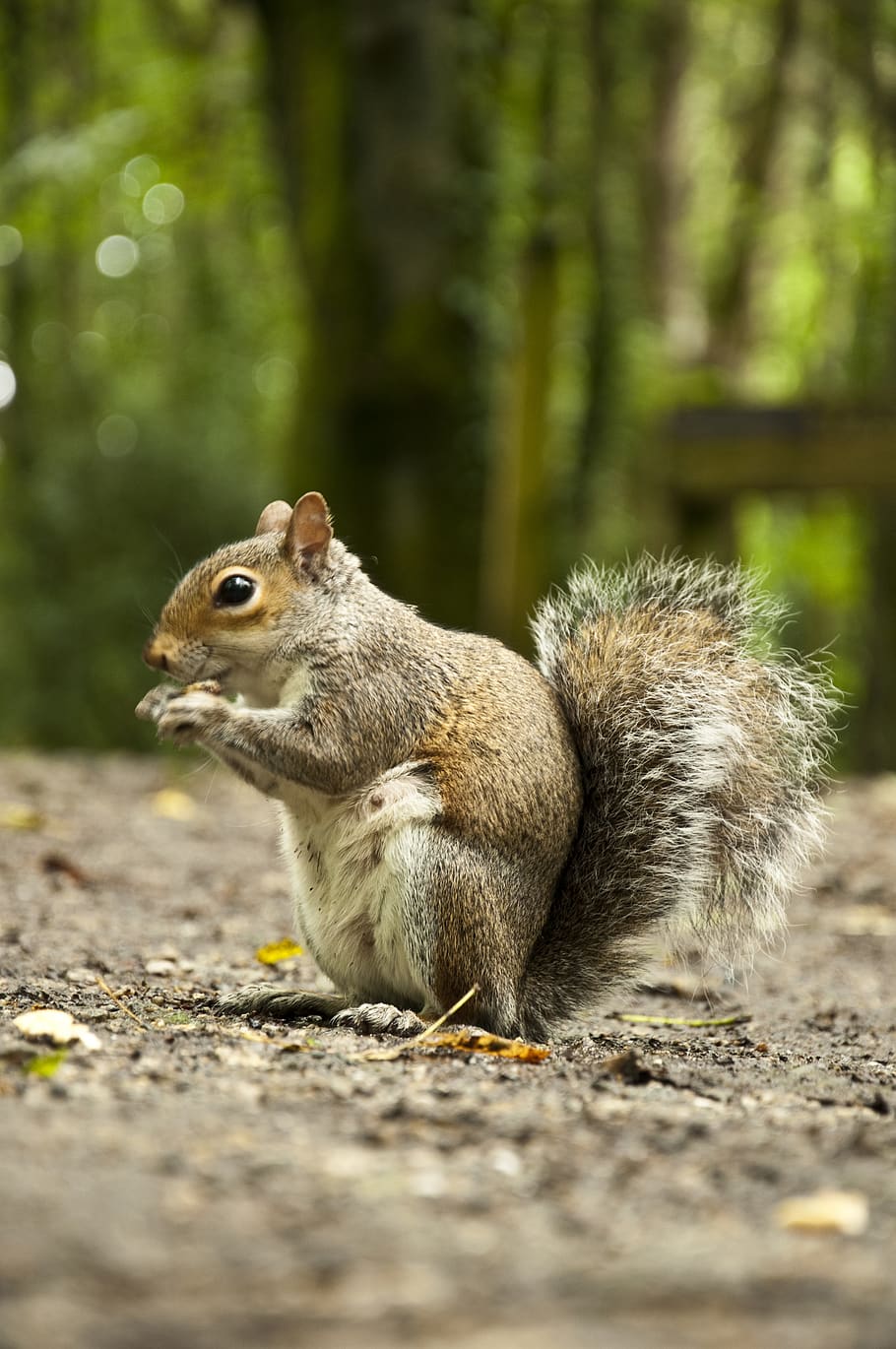 Selective Focus Photography of Squirrel, animal, blur, close-up, HD wallpaper