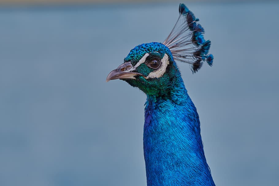 peacock, bird, feather, blue, beautiful, one animal, animal themes HD wallpaper