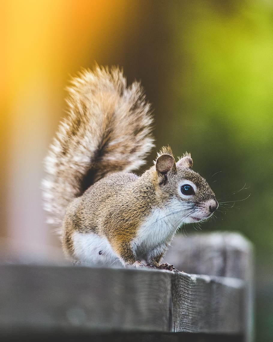 wild, forest, nature, cabin, cottage, animal, summer, nuts HD wallpaper