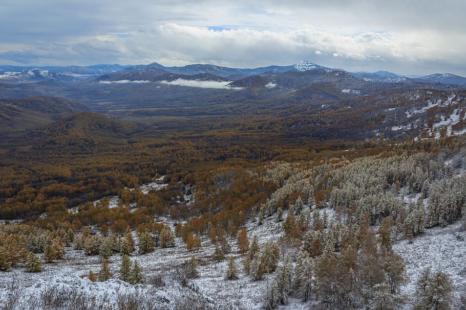 pine, efi, birch, forest, snow, winter, mountains, landscape HD wallpaper
