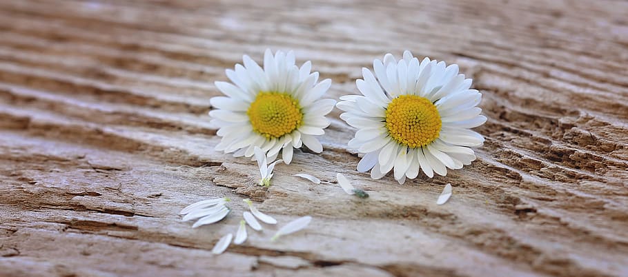 White and Yellow Flower on Brown Surface, bloom, blossom, daisies HD wallpaper