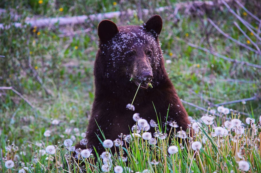 bear, canada, animal, nature, wildlife, mammal, plant, animal themes HD wallpaper