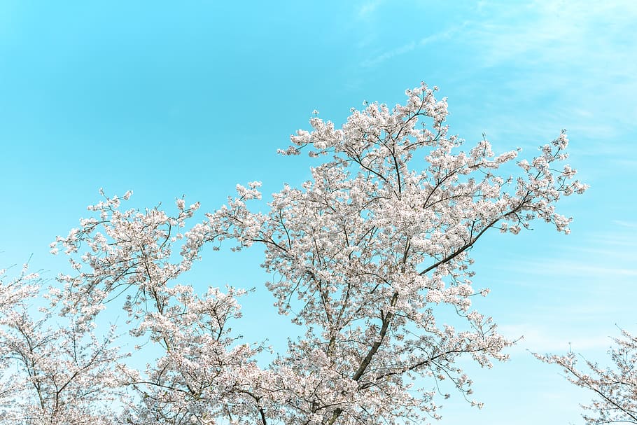 pink cherry blossoms during daytime, tree, low angle view, plant HD wallpaper