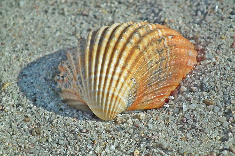 seashell, sand, ocean, nature, the coast, summer, holiday, animal wildlife HD wallpaper