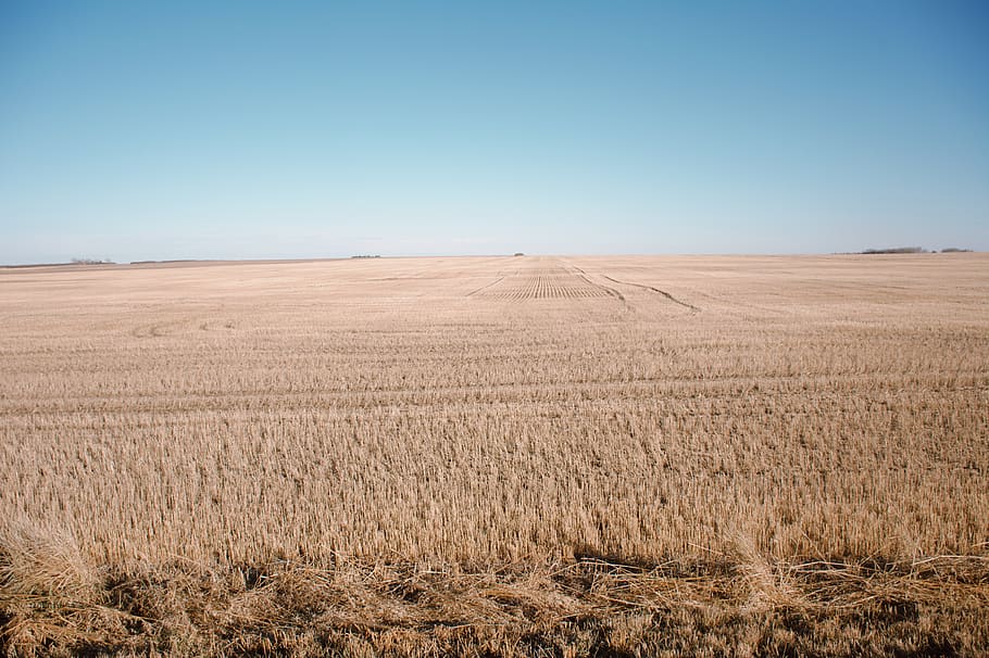 brown plant field, produce, vegetable, food, grain, wheat, filed HD wallpaper