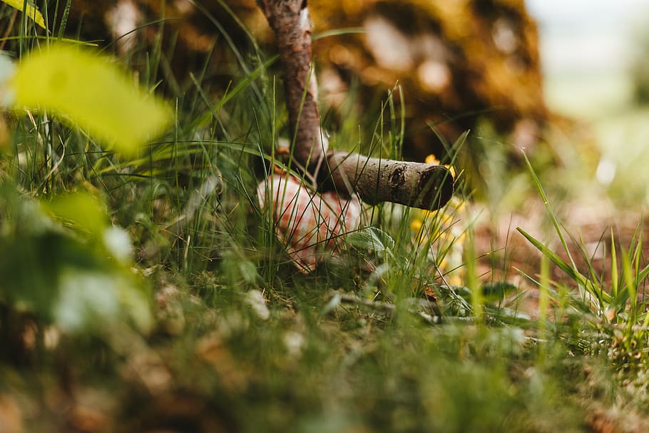 plant, tree, bird, animal, grass, vegetation, outdoors, leaf HD wallpaper