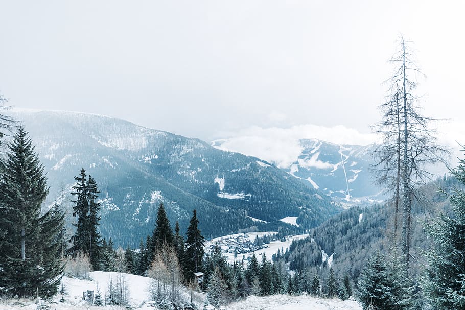 mountain alps covered with snow, plant, tree, abies, fir, nature HD wallpaper