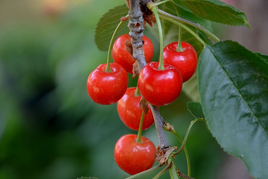 cherries, tree, branch, cherry tree, food and drink, fruit HD wallpaper