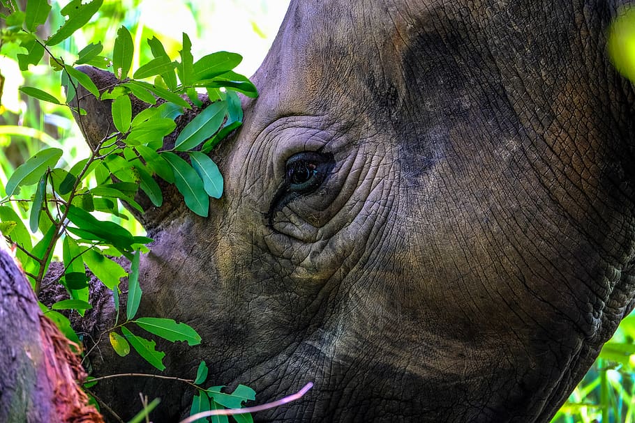 rhino near tree, animal, wildlife, mammal, elephant, plant, vegetation HD wallpaper