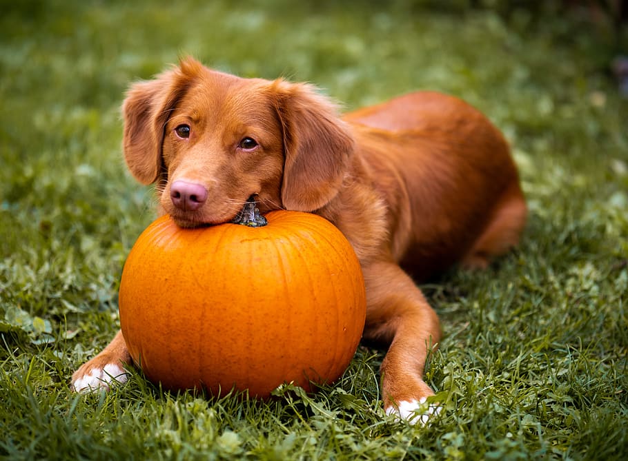 brown dog near pumpkin on green grass, orange, october, halloween