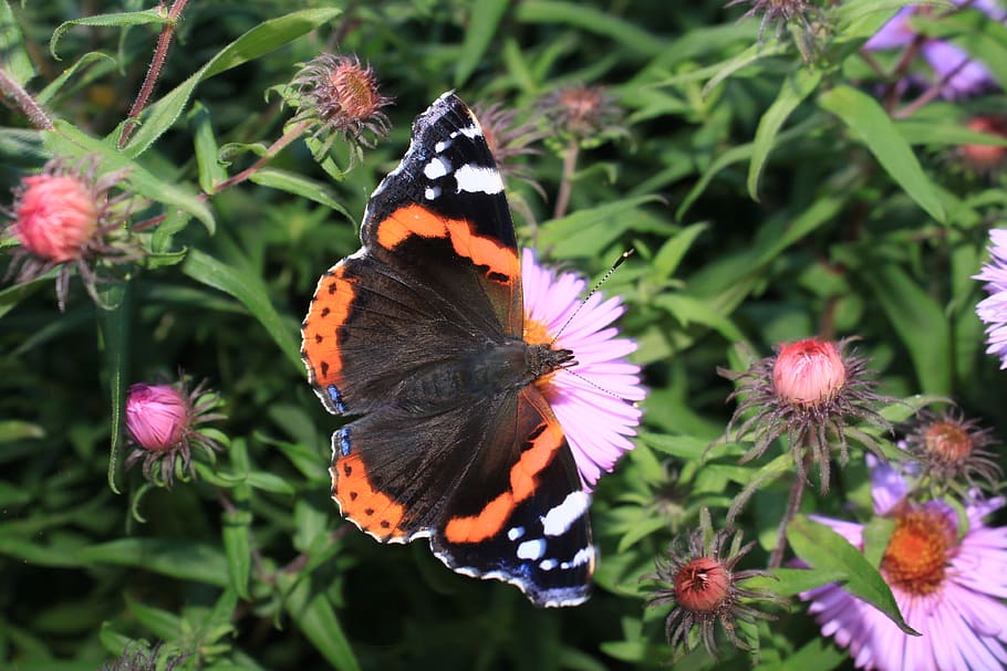 flower, flowering plant, animal themes, beauty in nature, animal wildlife HD wallpaper