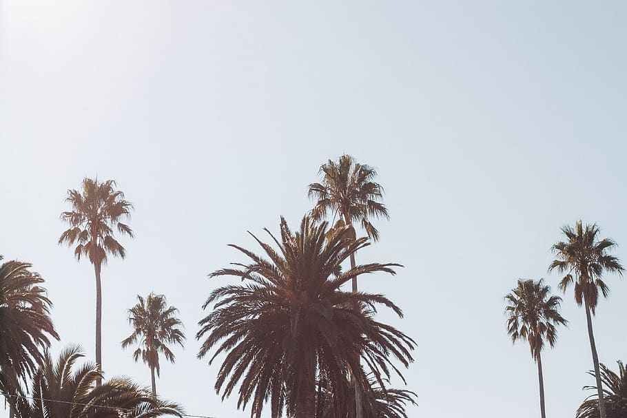 coconut palm trees under blue sky, tropical climate, plant, low angle view HD wallpaper